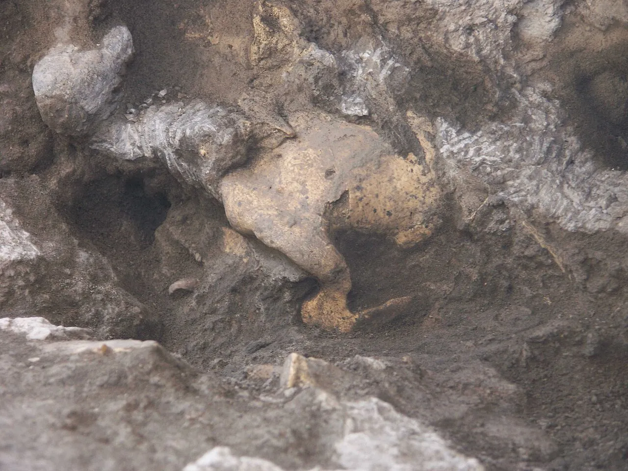 Der „Alte“ von Dmanisi (Schädel 4, D3444)